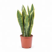 Sansevieria Laurentii im Kulturtopf