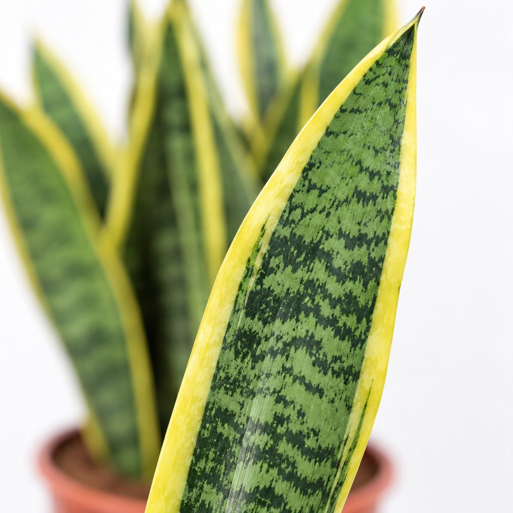 Sansevieria Laurentii, Nahaufnahme Blatt