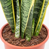 Sansevieria Laurentii, Nahaufnahme Wuchs und Triebansatz