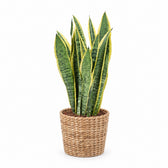 Sansevieria Laurentii (40cm, Ø14cm), Stylingbeispiel im Übertopf (Übertopf nicht enthalten)