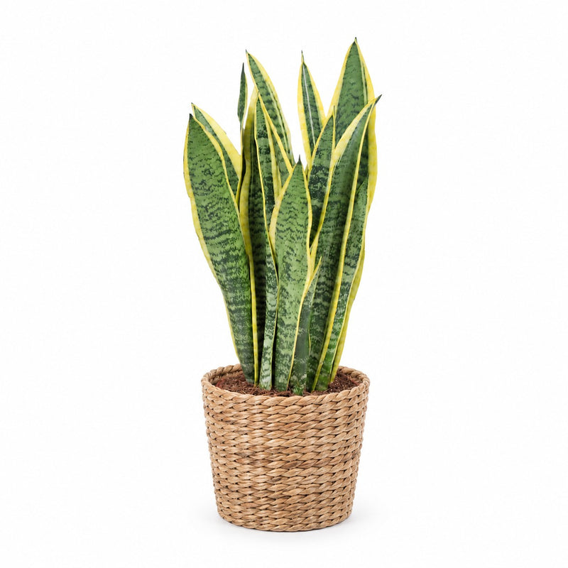 Sansevieria Laurentii Detail