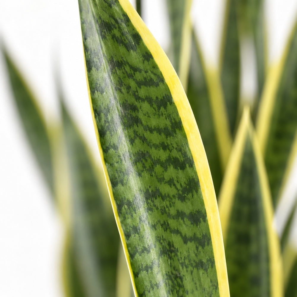 Sansevieria Laurentii XL, Nahaufnahme Blatt