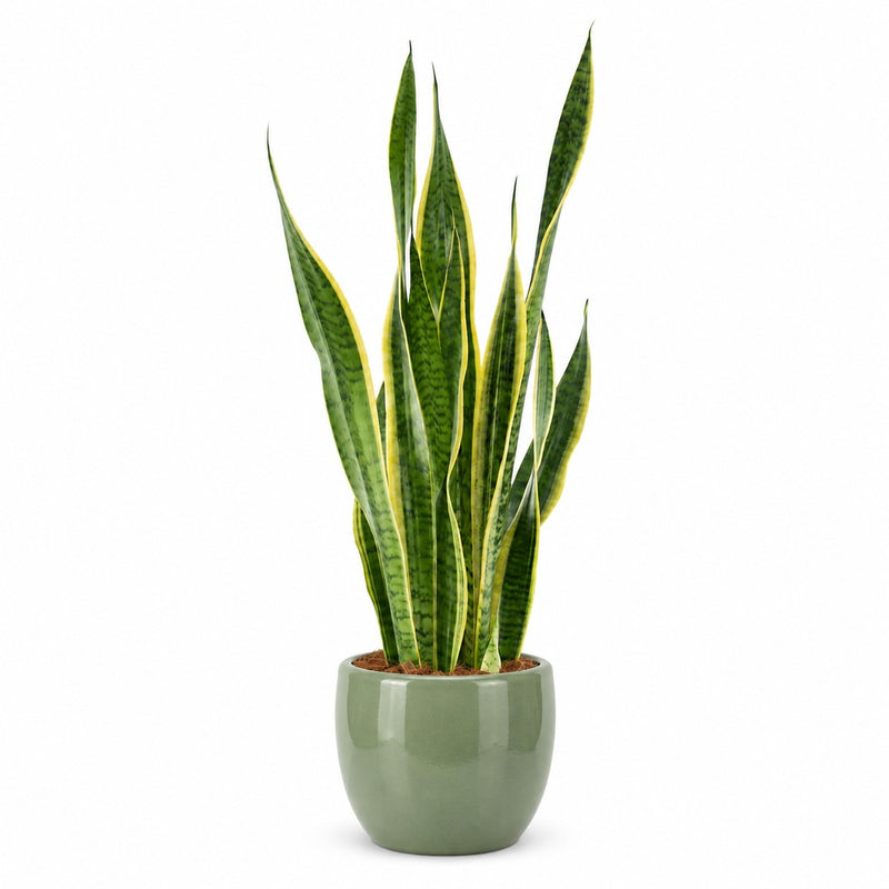 Sansevieria Laurentii XL - 70cm Detail