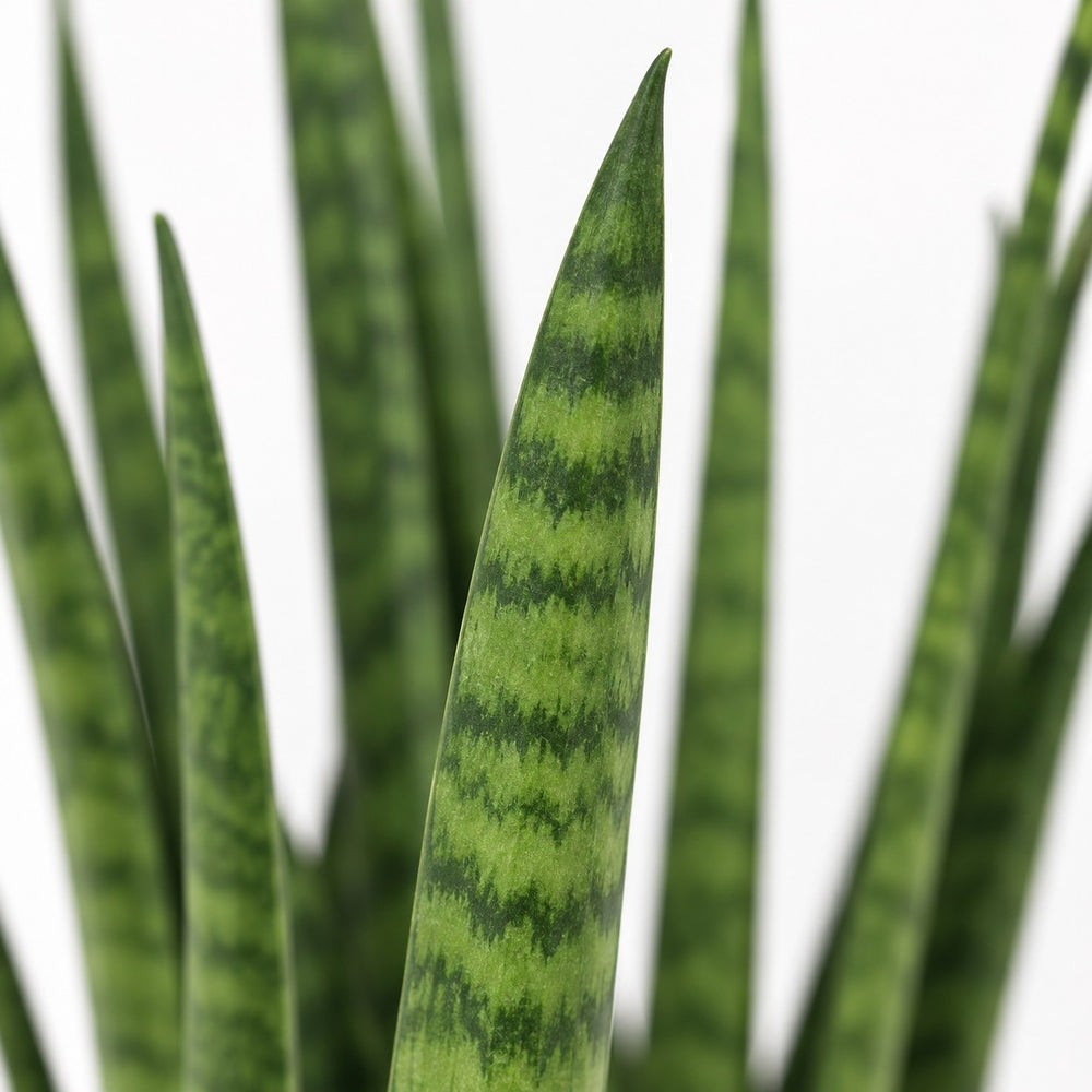 Sansevieria Mikado (40cm, Ø12cm), Nahaufnahme Blatt