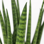 Sansevieria Mikado (40cm, Ø12cm), Nahaufnahme Blatt