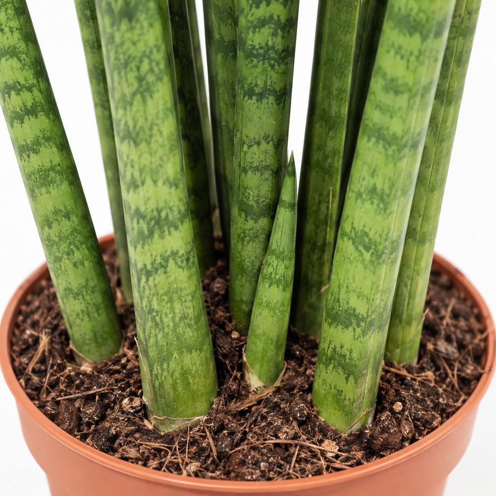 Sansevieria Mikado (40cm, Ø12cm), Nahaufnahme Wuchs und Triebansatz