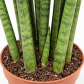 Sansevieria Mikado (40cm, Ø12cm), Nahaufnahme Wuchs und Triebansatz