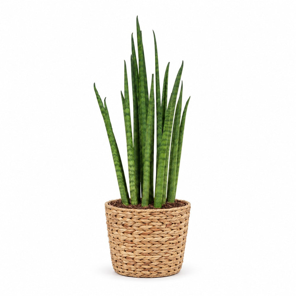 Sansevieria Mikado (40cm, Ø12cm), Stylingbeispiel im Übertopf (Übertopf nicht enthalten)