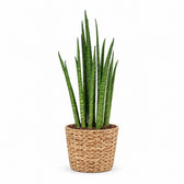 Sansevieria Mikado (40cm, Ø12cm), Stylingbeispiel im Übertopf (Übertopf nicht enthalten)