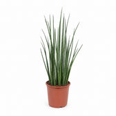 Sansevieria Mikado (70cm, Ø19cm) im Kulturtopf