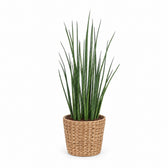 Sansevieria Mikado (70cm, Ø19cm), Stylingbeispiel im Übertopf (Übertopf nicht enthalten)