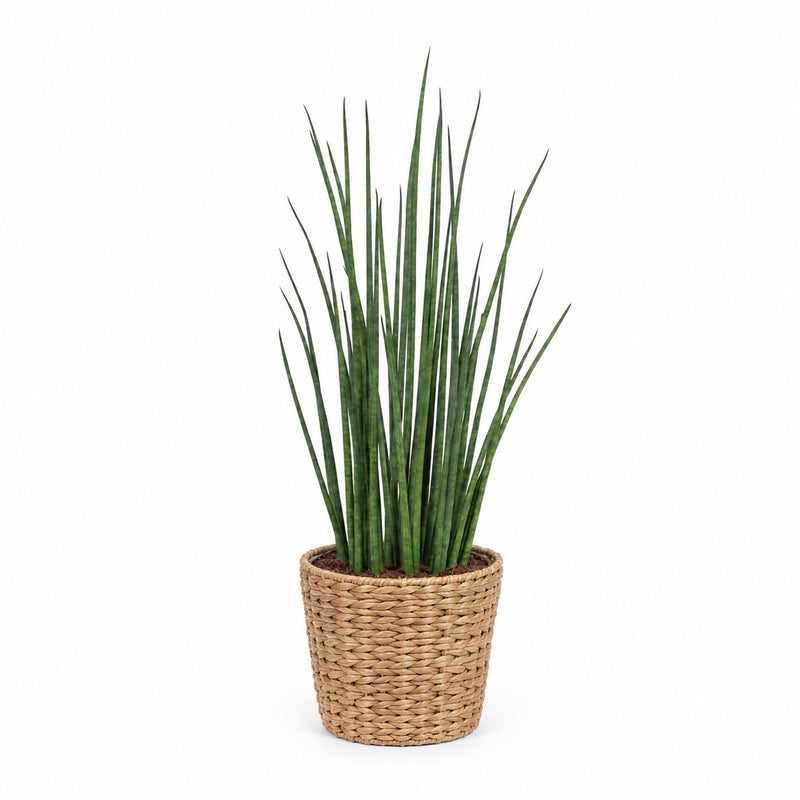 Sansevieria Mikado Detail