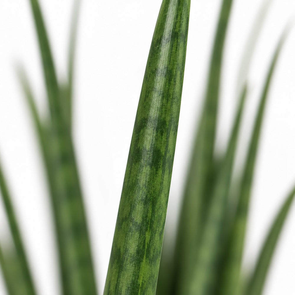 Sansevieria Mikado, Nahaufnahme Blatt