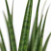 Sansevieria Mikado, Nahaufnahme Blatt