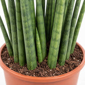 Sansevieria Mikado, Nahaufnahme Wuchs und Triebansatz