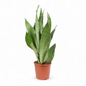 Sansevieria Moonshine (60cm, Ø17cm) im Kulturtopf