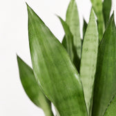 Sansevieria Moonshine (60cm, Ø17cm), Nahaufnahme Blatt