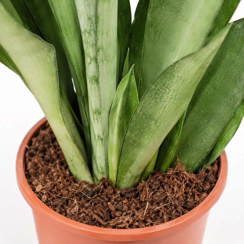 Sansevieria Moonshine (60cm, Ø17cm), Nahaufnahme Wuchs und Triebansatz