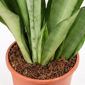 Sansevieria Moonshine (60cm, Ø17cm), Nahaufnahme Wuchs und Triebansatz