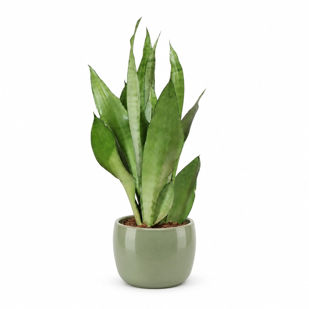 Sansevieria Moonshine (60cm, Ø17cm), Stylingbeispiel im Übertopf (Übertopf nicht enthalten)