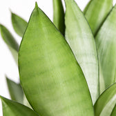 Sansevieria Moonshine, Nahaufnahme Blatt