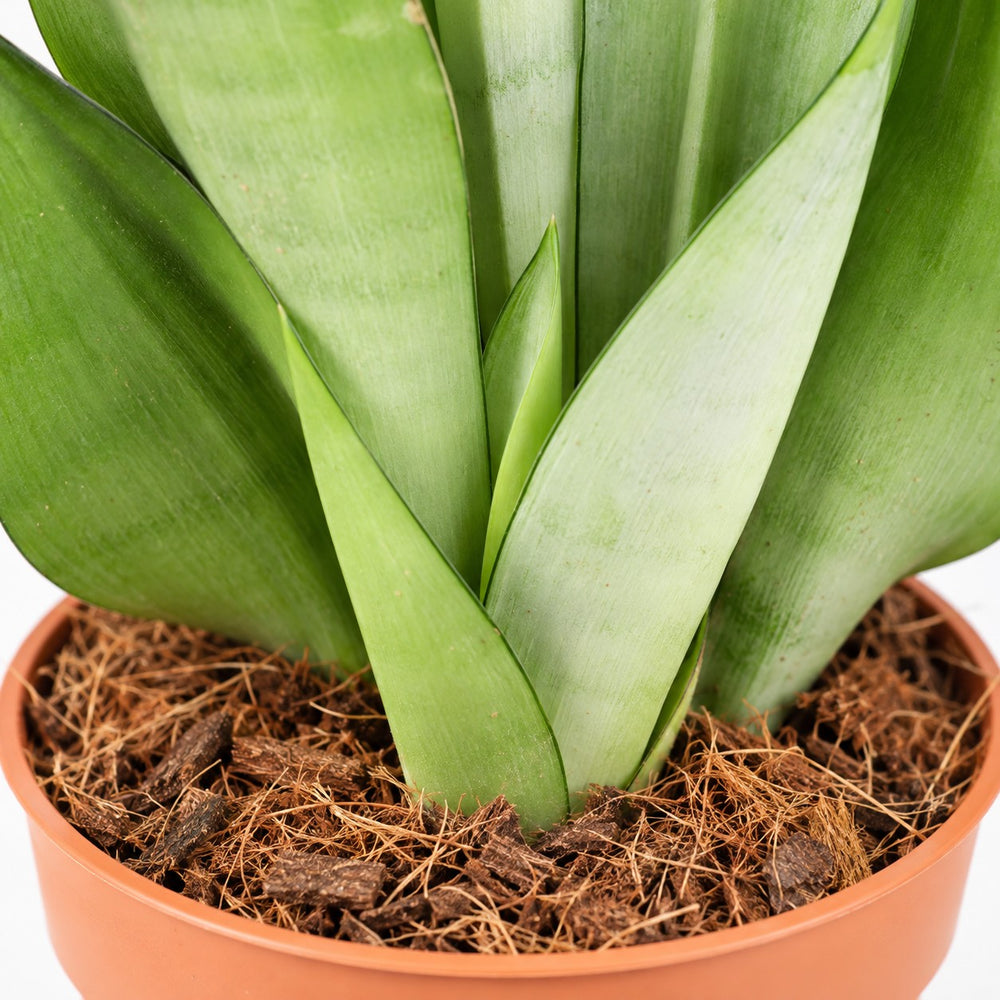 Sansevieria Moonshine, Nahaufnahme Wuchs und Triebansatz