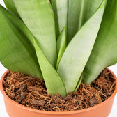 Sansevieria Moonshine, Nahaufnahme Wuchs und Triebansatz