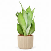 Sansevieria Moonshine (40cm, Ø14cm), Stylingbeispiel im Übertopf (Übertopf nicht enthalten)