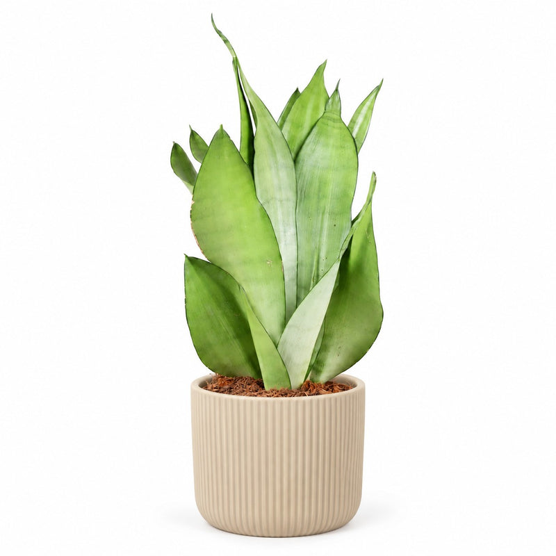Sansevieria Moonshine Detail