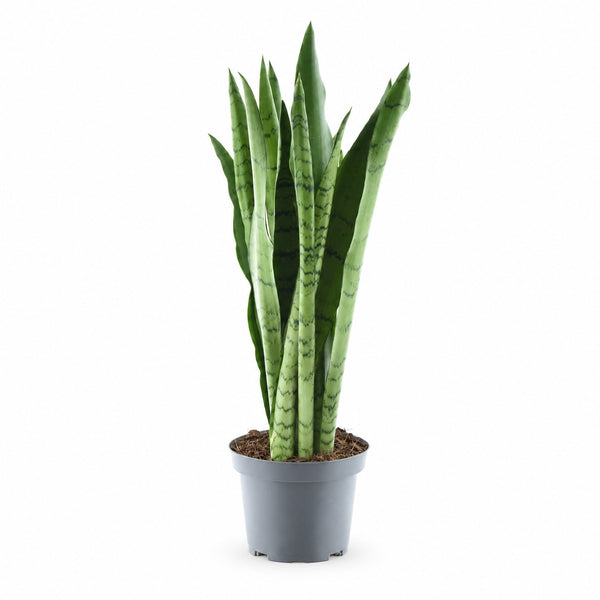 Sansevieria Spearmint (55cm, Ø14cm) im Kulturtopf