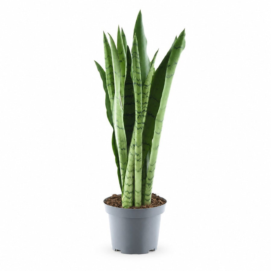 Sansevieria Spearmint (55cm, Ø14cm) im Kulturtopf
