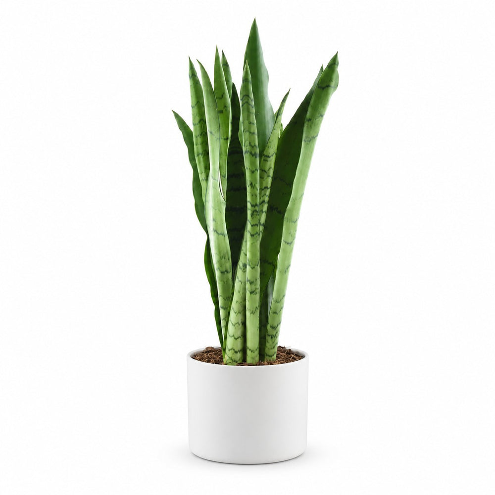Sansevieria Spearmint (55cm, Ø14cm), Stylingbeispiel im Übertopf (Übertopf nicht enthalten)