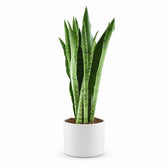 Sansevieria Spearmint (55cm, Ø14cm), Stylingbeispiel im Übertopf (Übertopf nicht enthalten)