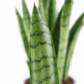 Sansevieria Spearmint, Nahaufnahme Blatt