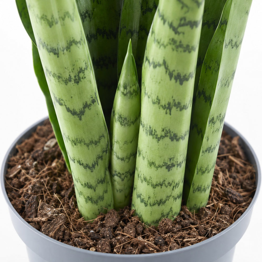 Sansevieria Spearmint, Nahaufnahme Wuchs und Triebansatz