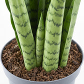 Sansevieria Spearmint, Nahaufnahme Wuchs und Triebansatz