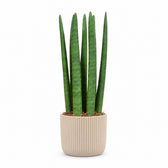 Sansevieria Straight (40cm, Ø12cm), Stylingbeispiel im Übertopf (Übertopf nicht enthalten)