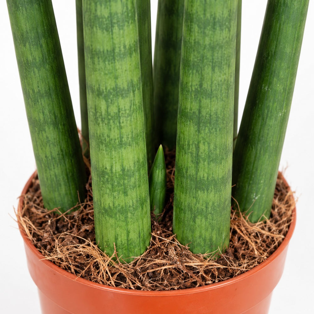 Sansevieria Straight, Nahaufnahme Wuchs und Triebansatz
