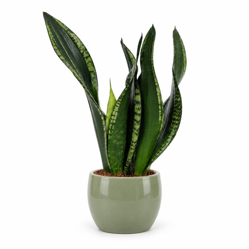 Sansevieria Whitney - 27cm Detail