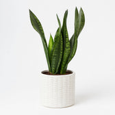 Sansevieria Whitney - 27cm, Stylingbeispiel (Übertopf nicht enthalten)