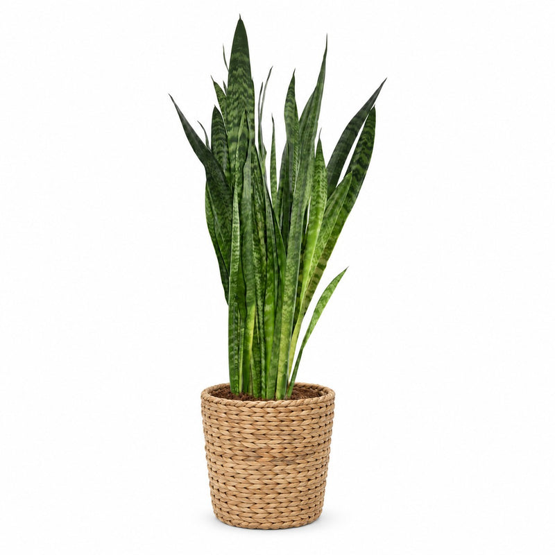 Sansevieria Zeylanica Detail