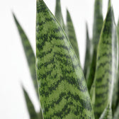 Sansevieria Zeylanica (55cm, Ø17cm), Nahaufnahme Blatt