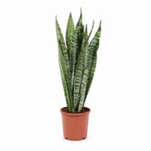 Sansevieria Zeylanica - 60cm im Kulturtopf