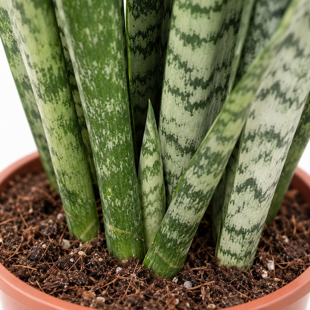 Sansevieria Zeylanica, Nahaufnahme Wuchs und Triebansatz