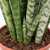 Sansevieria Zeylanica, Nahaufnahme Wuchs und Triebansatz