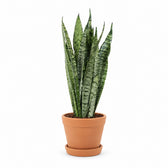 Sansevieria Zeylanica - 60cm, Stylingbeispiel im Übertopf (Übertopf nicht enthalten)