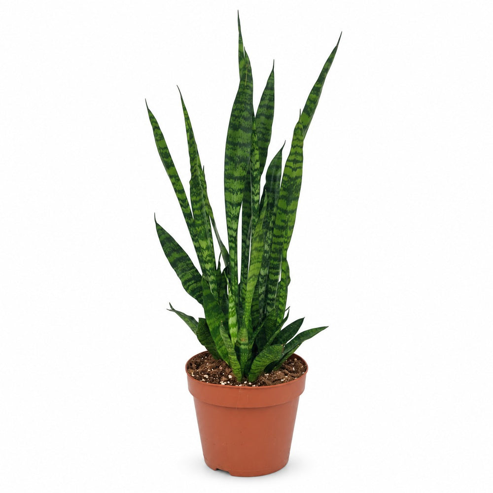 Sansevieria Zeylanica - 75cm im Kulturtopf