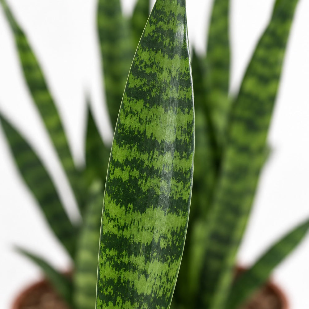 Sansevieria Zeylanica, Nahaufnahme Blatt