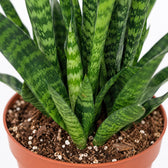 Sansevieria Zeylanica, Nahaufnahme Wuchs und Triebansatz