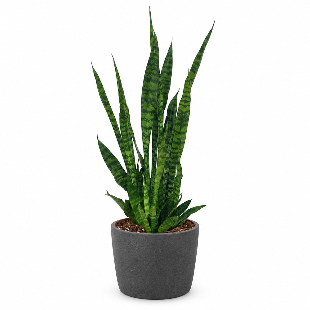 Sansevieria Zeylanica - 75cm, Stylingbeispiel im Übertopf (Übertopf nicht enthalten)